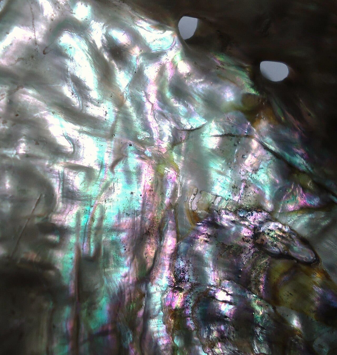 Deniz kulağı (abalone) sedefi