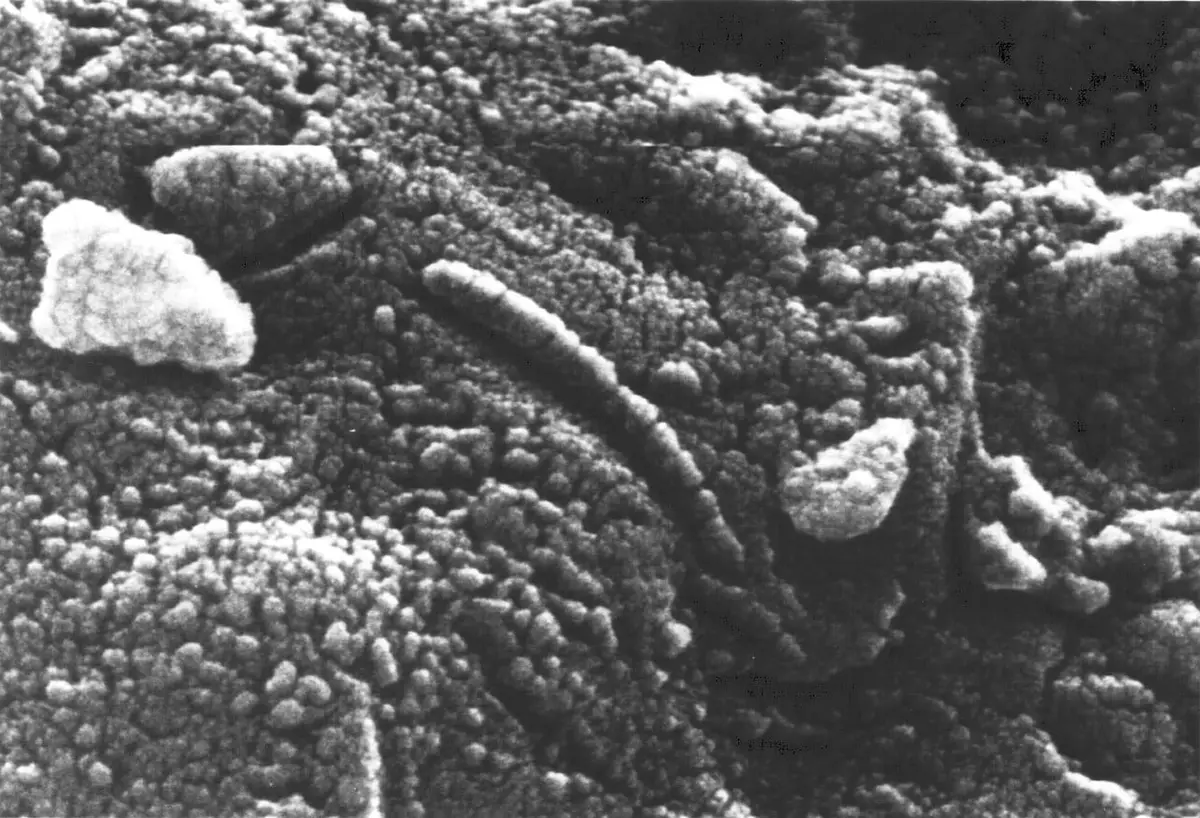Electron-microscope view of the structures likened to fossil bacteria in 1996