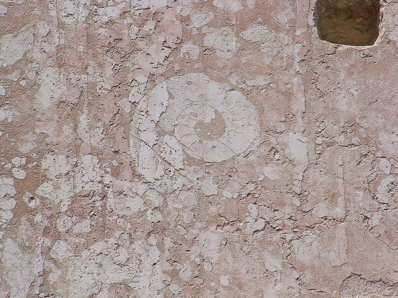 A fossil ammonite in a slab of Red Verona marble at the Baptistery of Parma