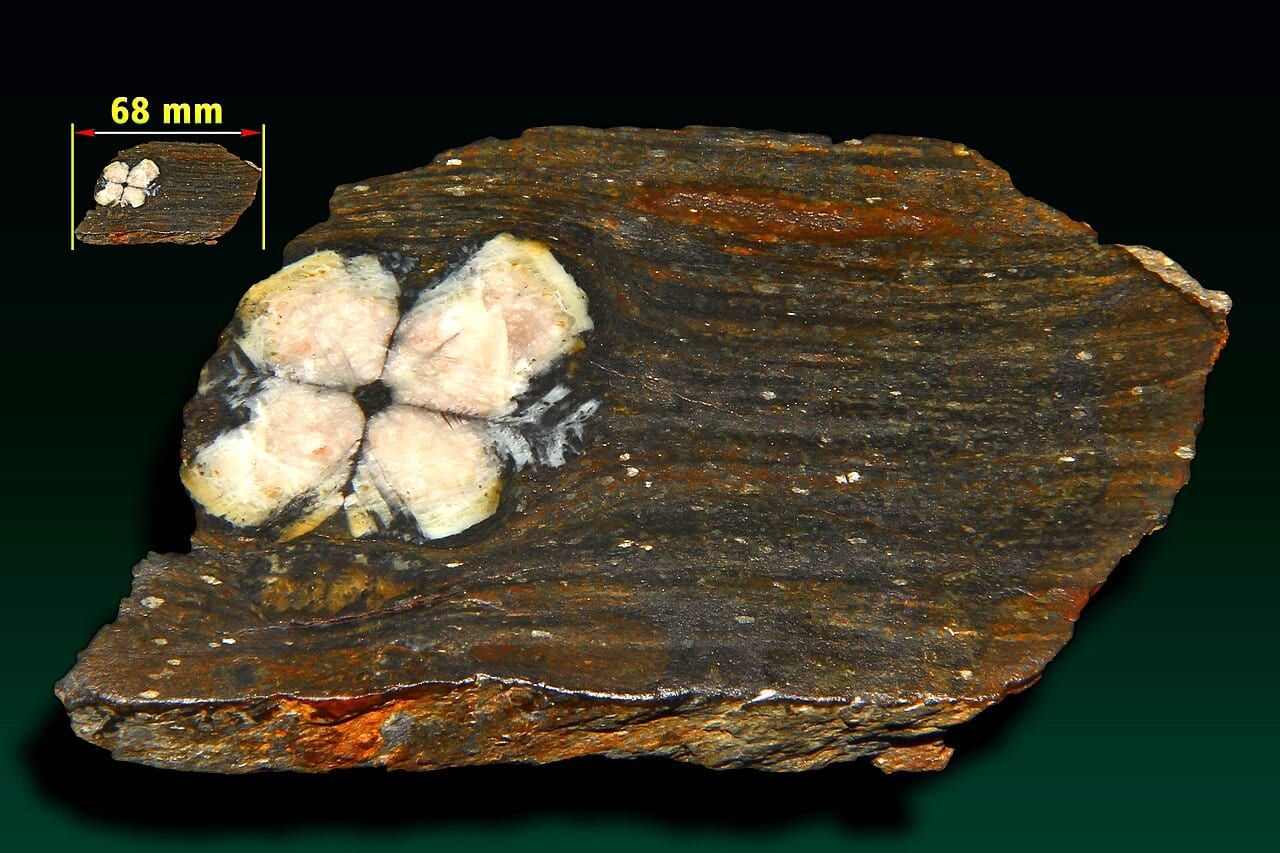Chiastolite specimen