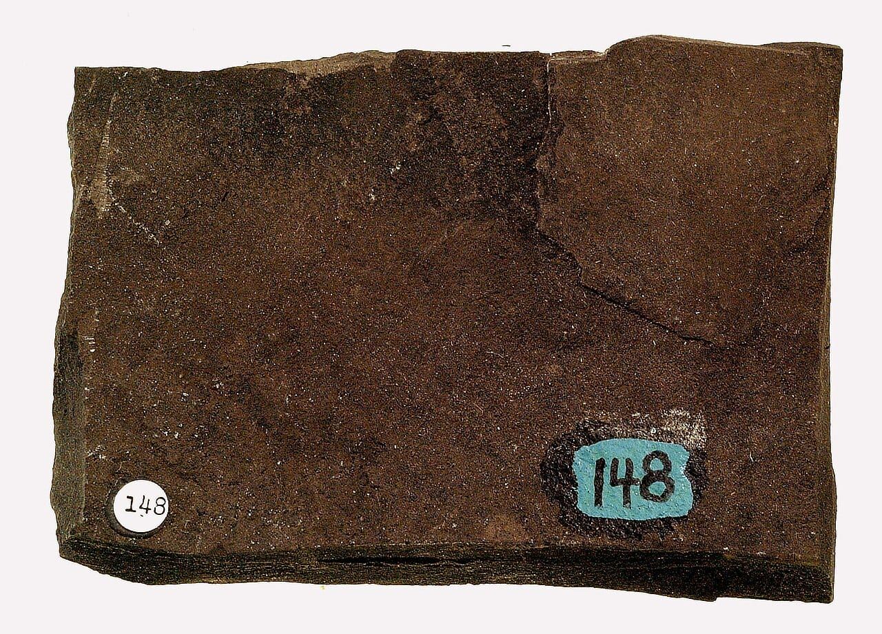 Oil shale specimen