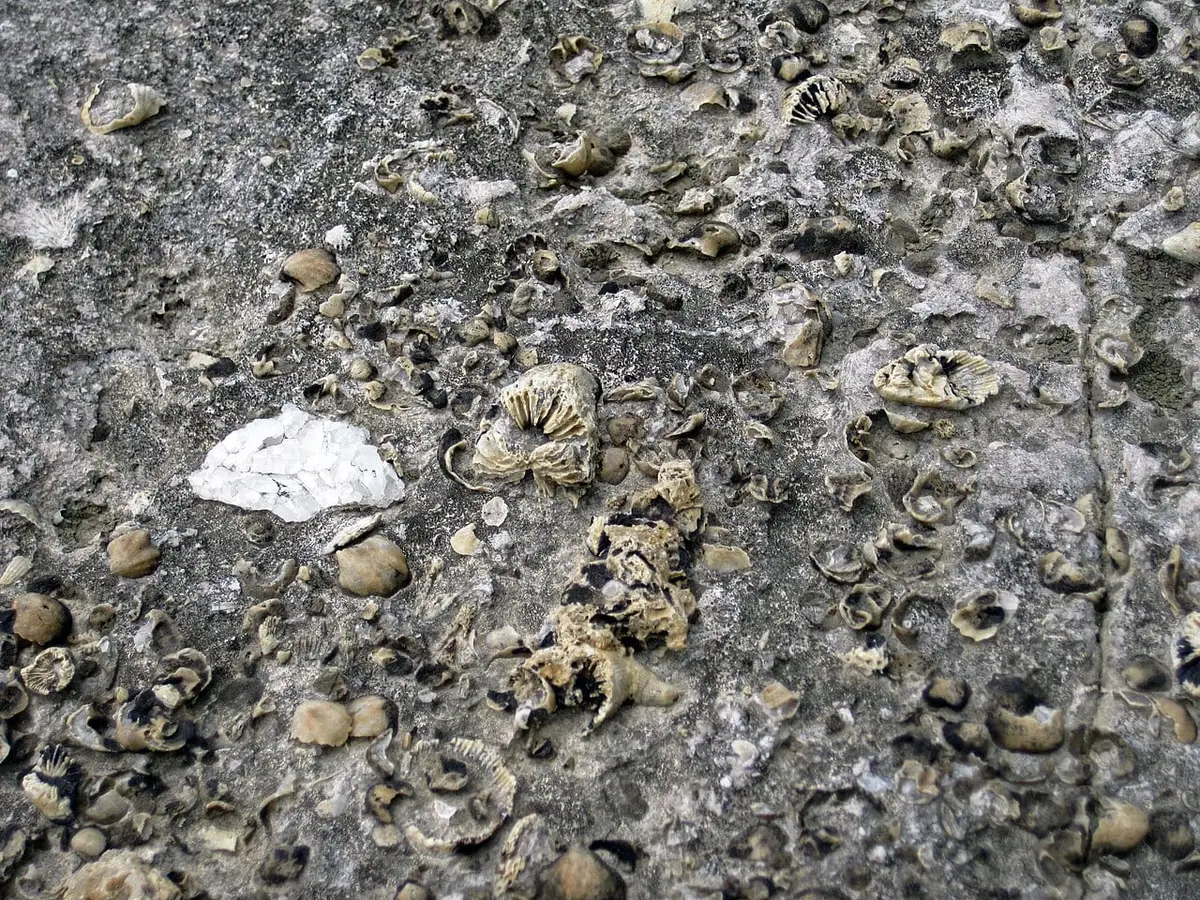 Devonian limestone packed with brachiopod and coral fossils, Falls of the Ohio