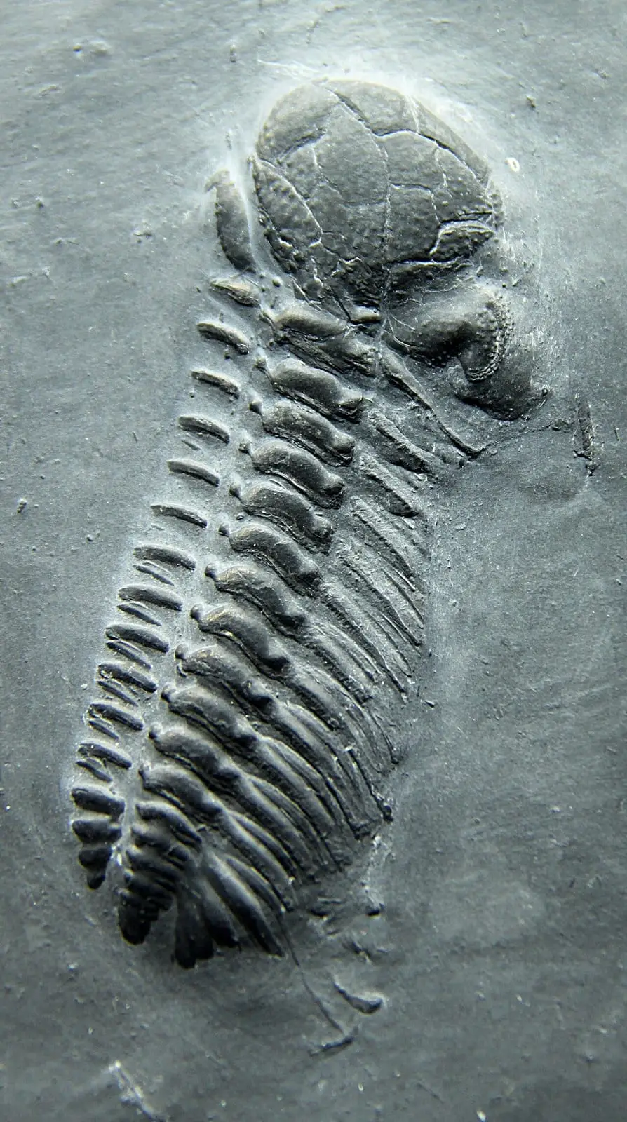 A trilobite (Chotecops) from Bundenbach, Hunsrück Fossil Museum