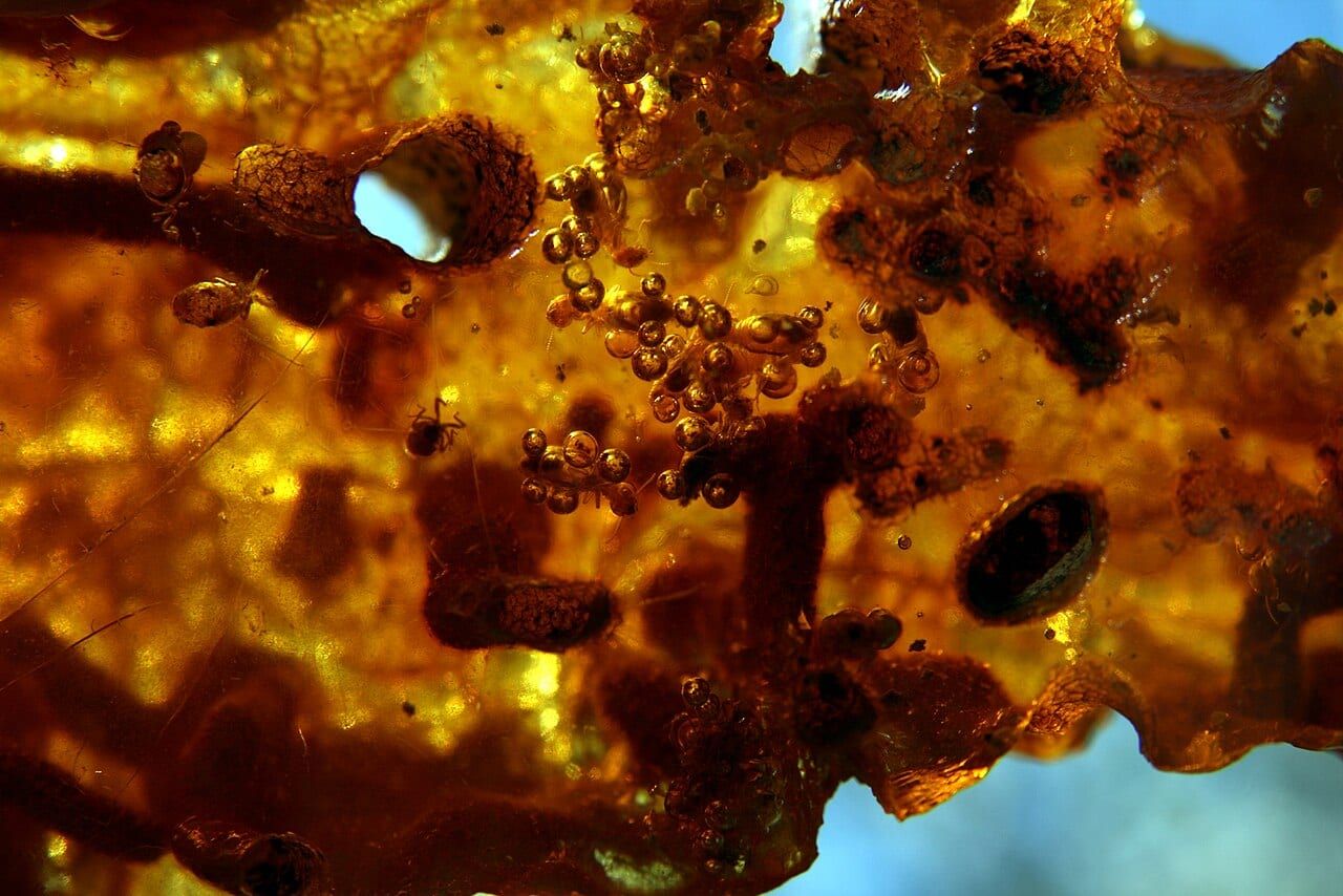 Copal with insects trapped inside