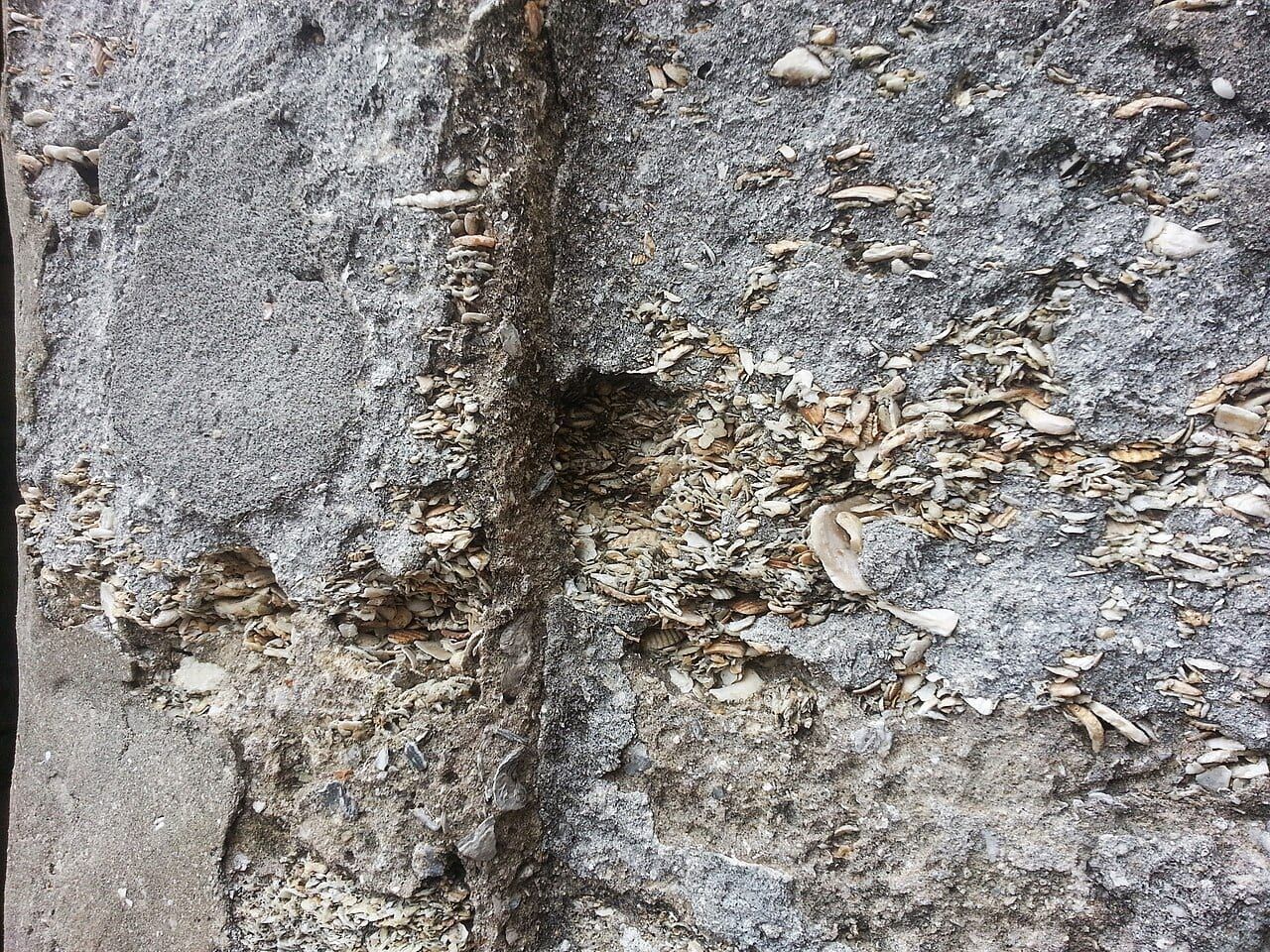 Koquina örneği (2)