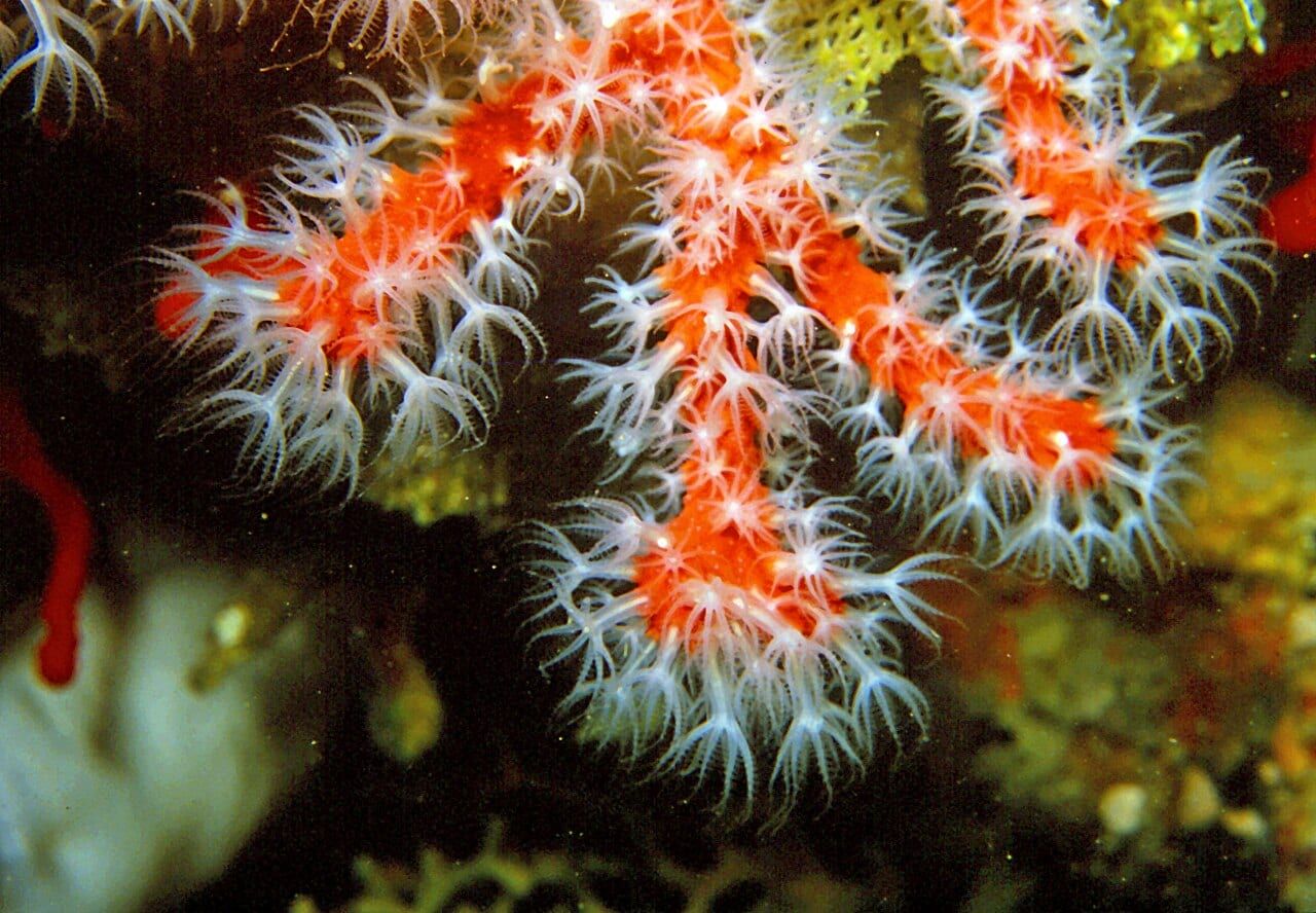 Coral specimen