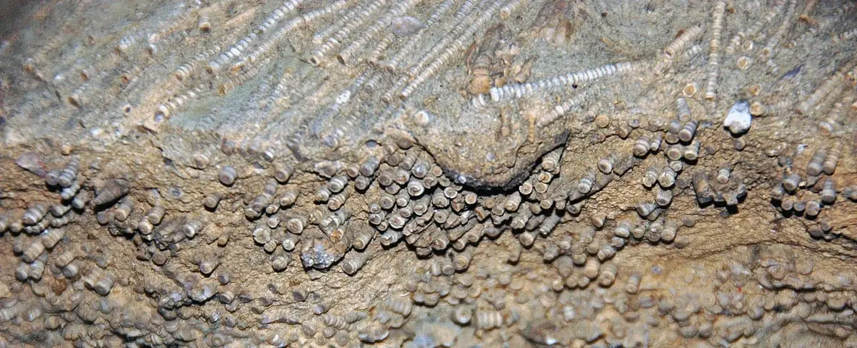 Ordovician limestone full of crinoid stems, Cincinnati area