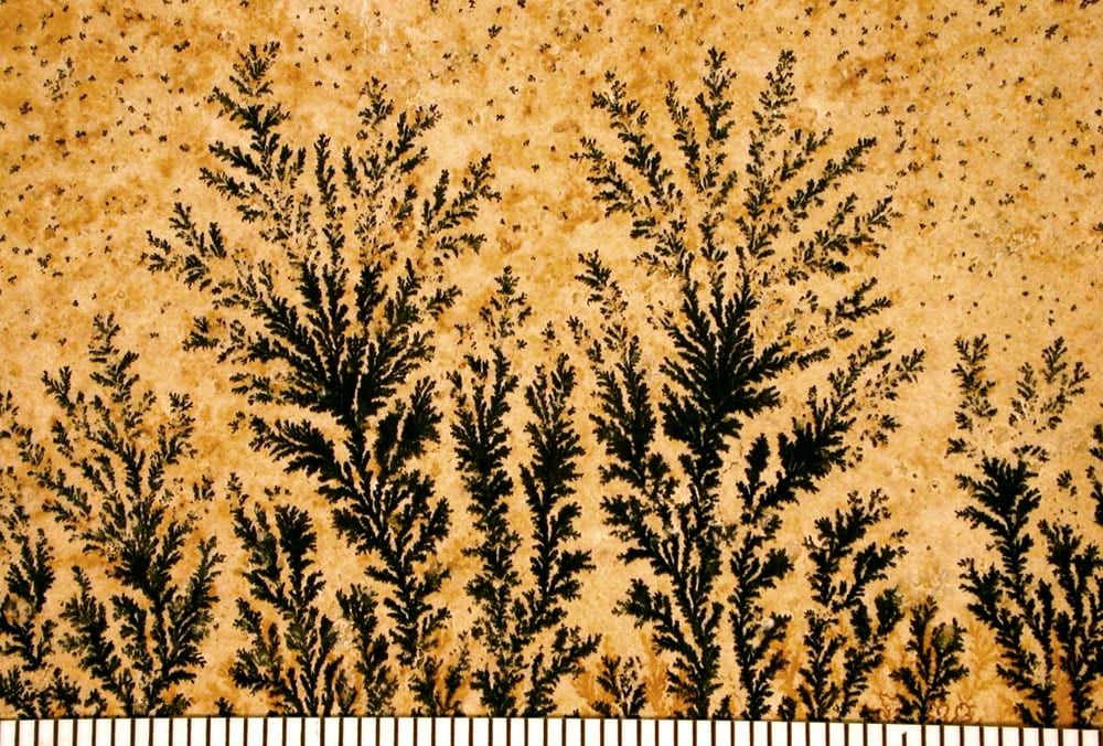 Plant-like manganese oxide dendrites on a bedding surface of Solnhofen limestone (scale in mm)
