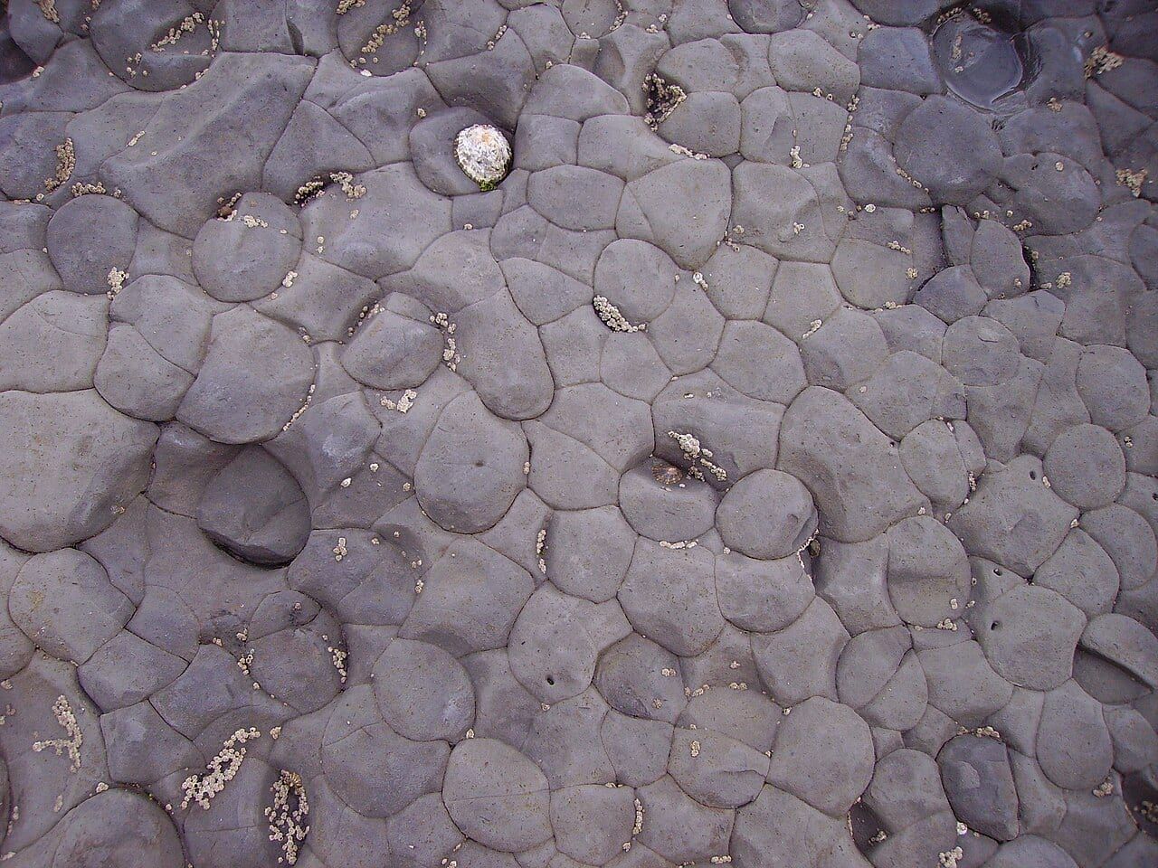 Mudstone specimen (2)