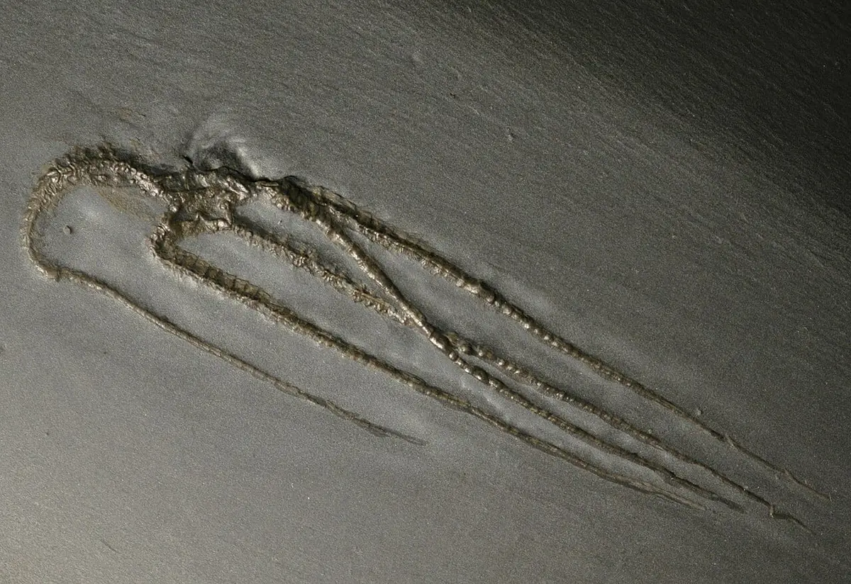 A complete, pyritised brittle star (Furcaster paleozoicus) in Hunsrück Slate
