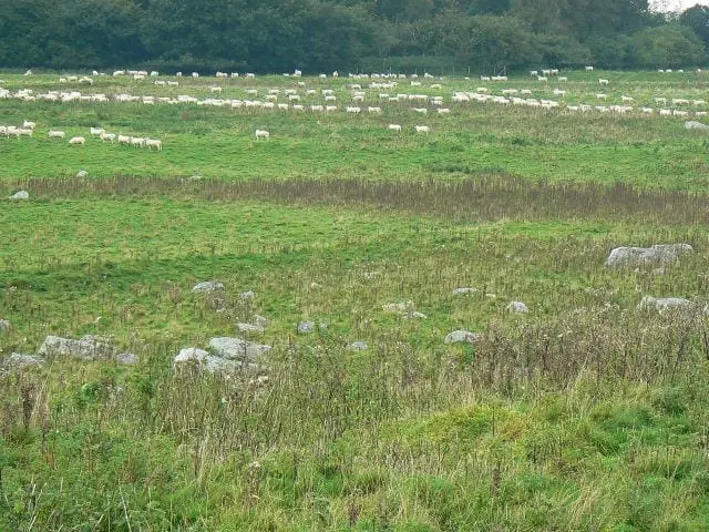 The Grey Wethers on Fyfield Down: sarsens scattered over the chalk downland