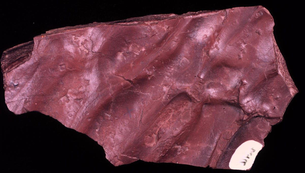 Mudstone specimen