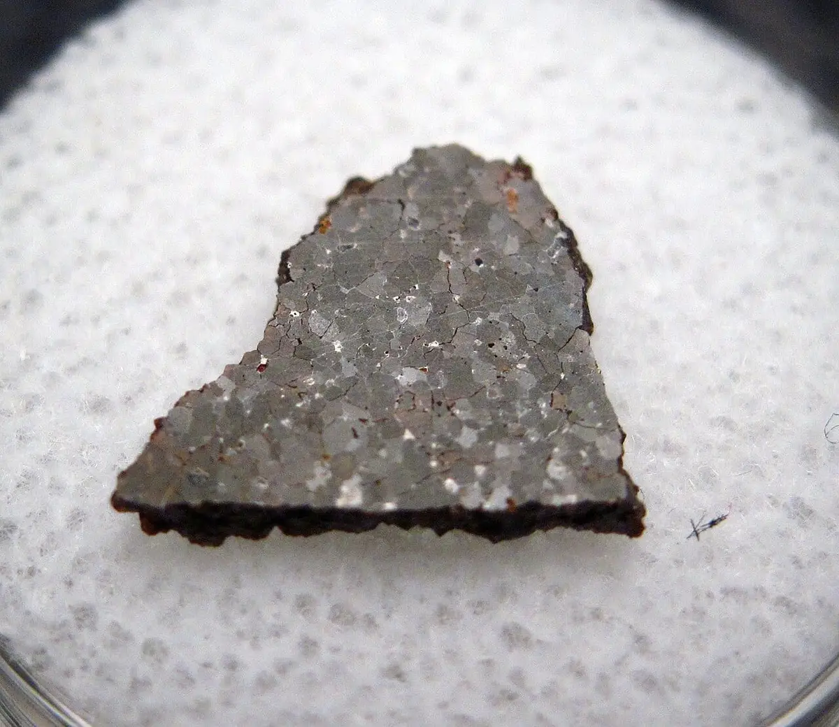 A 0.41-gram partial slice of the NWA 3151 brachinite