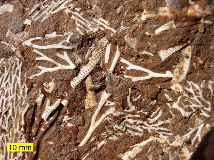 Oil shale specimen (2)