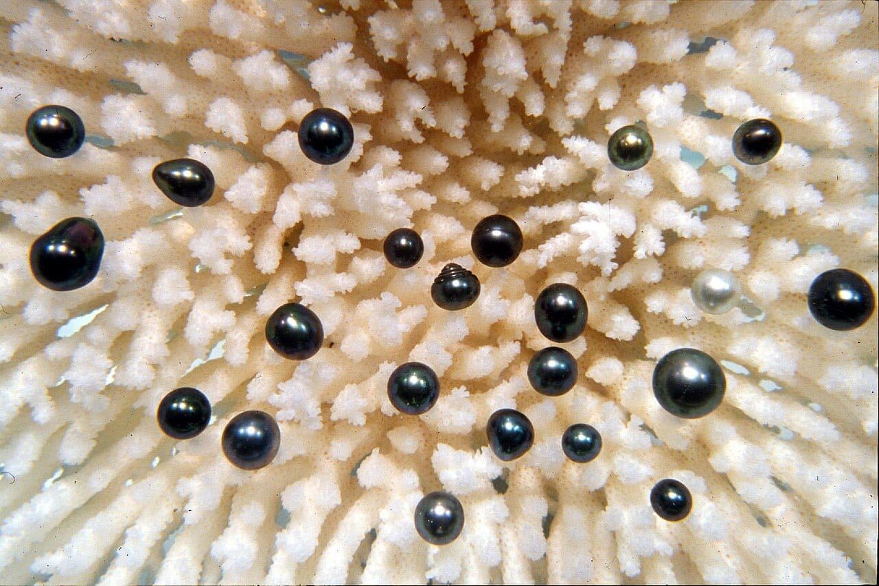 Tahitian pearl specimen