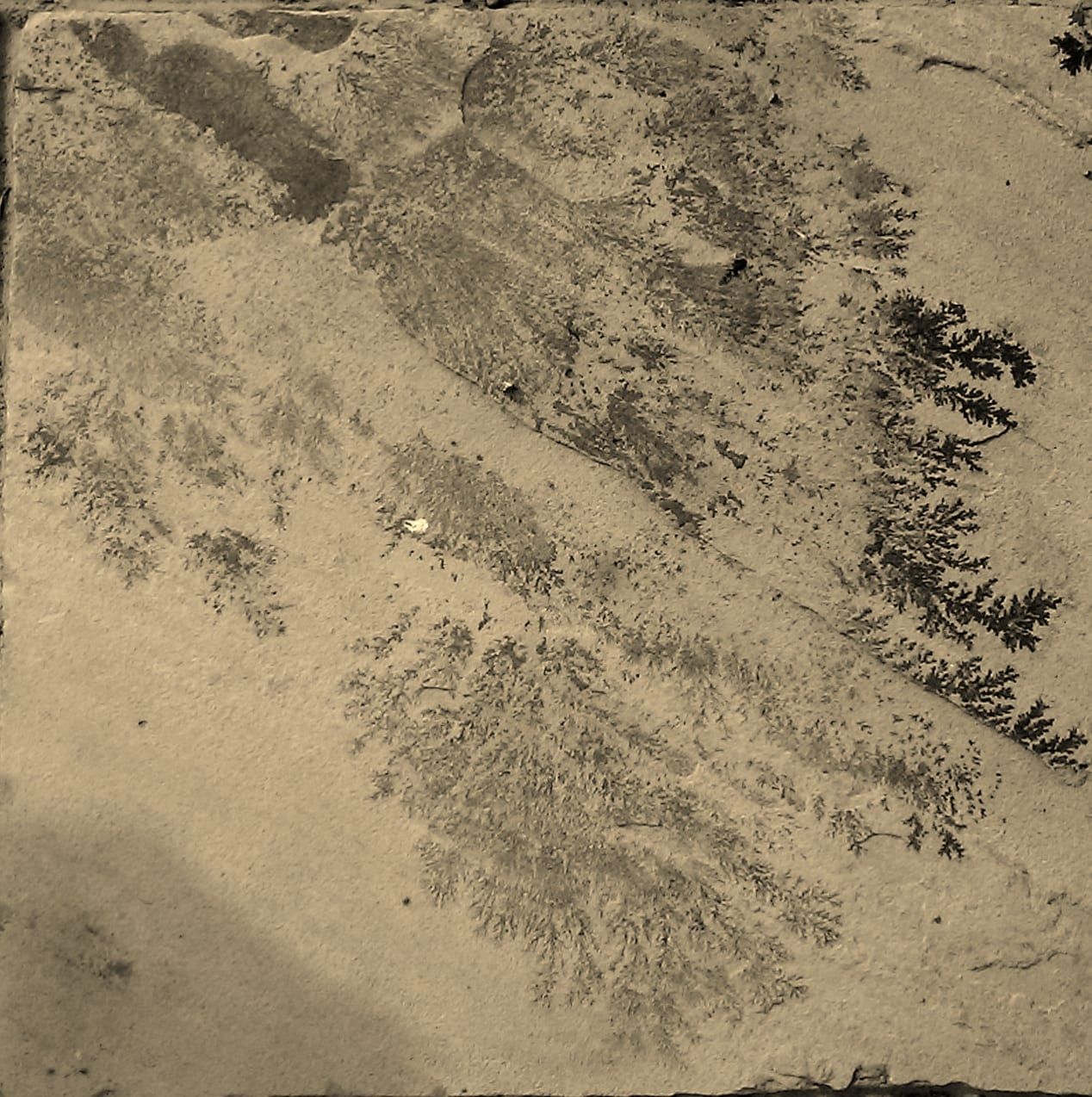 Manganese oxide dendrites in limestone; they look like plant fossils but are not