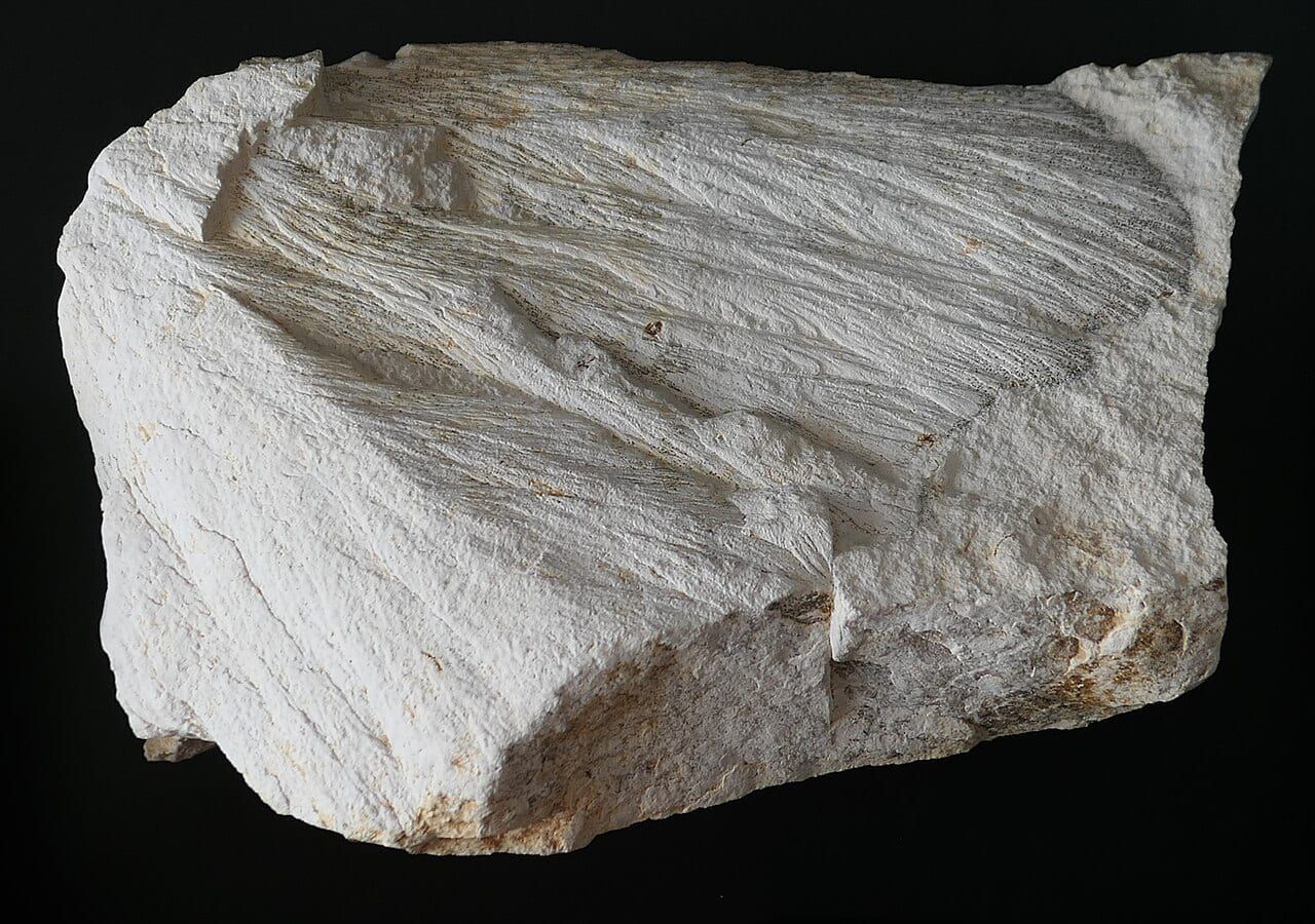 Shatter cone specimen